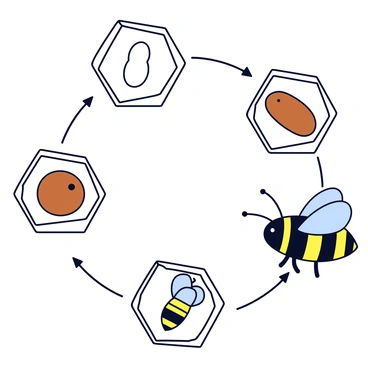 An educational illustration depicting the lifecycle of a honeybee. The illustration includes four distinct stages: an egg, a larva, a pupa, and an adult honeybee. The egg is small and oval-shaped, placed in a honeycomb cell. The larva is a white, curved shape, growing inside the honeycomb, with the cell walls surrounding it. The pupa is shown as a brown, developing honeybee, still inside the comb. Finally, the adult honeybee is depicted with black and yellow stripes, wings folded at its sides, and antennae extended. Each stage is labeled for clarity, and the arrangement flows from top to bottom, showing the progression.