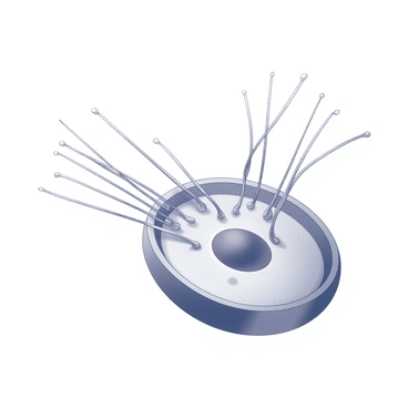 An illustration of two centrioles positioned at opposite ends of a cell. The centrioles are cylindrical structures made up of microtubules. Numerous spindle fibers, resembling thin lines, extend from each centriole, connecting to the chromosomes in the center of the cell. The chromosomes are structured as X-shaped pairs, aligning along the equatorial plane. The scene captures the dynamic process of mitosis, with the spindle fibers appearing taut and organized. The background is a simple representation of a cell environment, ensuring focus on the centrioles and spindle fibers.