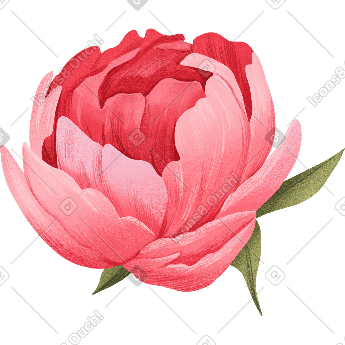 Peonia rosa con foglie illustrazione in stile Floral scarica in PNG, SVG