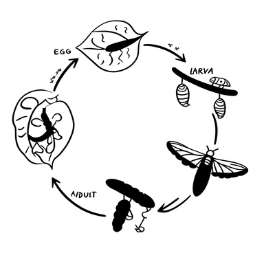 A detailed diagram showcasing the life cycle of a moth. It includes four distinct stages: "Egg", represented as small, oval shapes attached to a leaf; "Larva", depicted as caterpillars with a segmented body, actively eating leaves; "Pupa", illustrated as chrysalises hanging from a branch; and "Adult", shown as a fully developed moth with spread wings. Each stage is labeled clearly and connected with arrows indicating the progression from one stage to the next. The entire diagram is presented in a black-and-white illustration format.