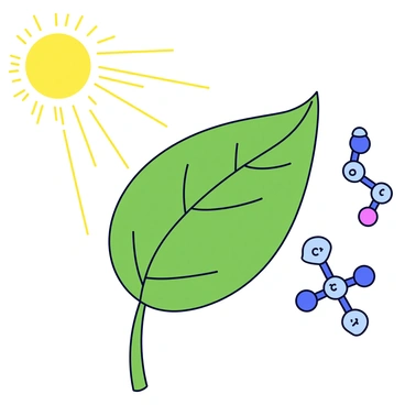 A large green plant leaf is depicted with a smooth, glossy surface and intricate veins. Sunlight is shown as bright, radiant beams coming down and shining onto the leaf. The leaf is surrounded by small bubbles representing carbon dioxide and water molecules. Visual representations of ATP molecules are illustrated, appearing as small, glowing orbs emerging from the leaf, symbolizing the transformation process of photosynthesis.