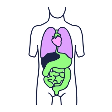 A detailed illustration of the human torso is displayed, showcasing the arrangement of body cavities. The image features a transparent layer view where the thoracic cavity and abdominal cavity are clearly visible. The heart is positioned in the center of the thoracic cavity, surrounded by the lungs, which are shown on either side. Below the thoracic cavity, the diaphragm separates it from the abdominal cavity, where the stomach, intestines, and liver are depicted with accurate anatomical representation. Each cavity is outlined distinctly, allowing for a clear understanding of the spatial relationships between the organs.