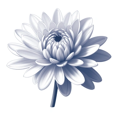Chrysanthemum