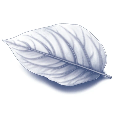 A close-up of a delicate leaf skeleton resting on a smooth surface. The skeleton showcases intricate vein structures, highlighting the delicate patterns formed by nature. The translucent spaces between the veins reveal the detailed network that once transported nutrients. The leaf's edges are slightly curled, adding to its fragile appearance. The background features subtle textures that emphasize the beauty of the leaf skeleton.