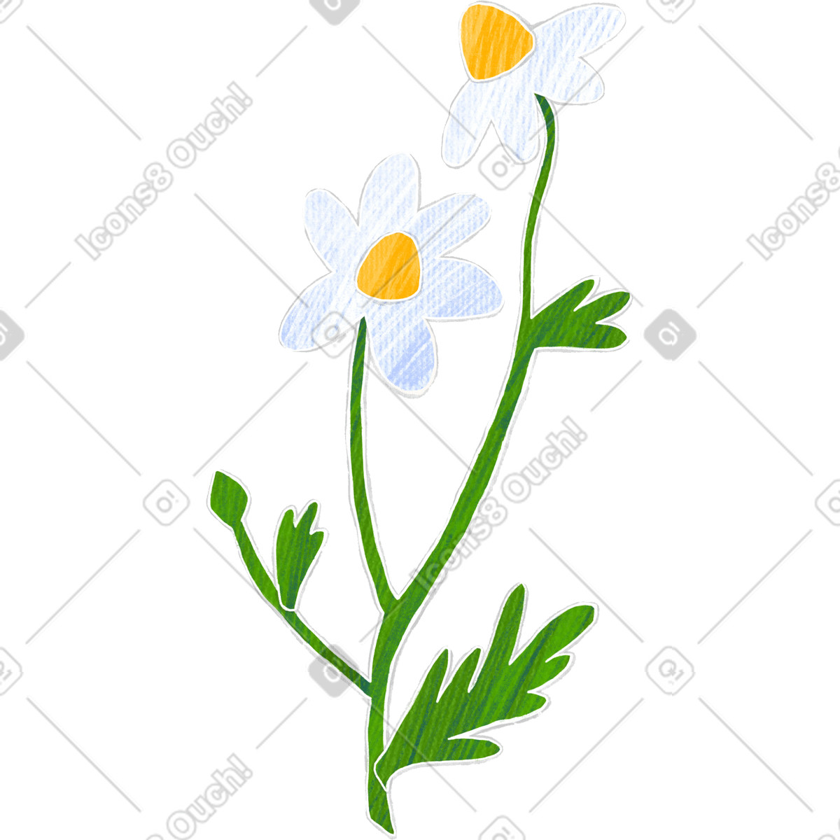 Illustration Deux marguerites blanches et un bourgeon dans le style Crafty à télécharger aux formats PNG, SVG