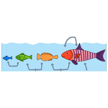 A food chain diagram featuring a variety of fish in numerous sizes and colors. At the bottom of the chain, a small blue fish is seen, followed by a slightly larger green fish with yellow spots. In the middle, a medium-sized orange fish with a sleek body is swimming next to a larger striped fish colored in shades of purple and pink. At the top of the chain, a big, vibrant red fish with long fins is depicted, showcasing its impressive size. Arrows connect each fish, illustrating the flow of energy in the food chain. The background is a light blue, resembling water, enhancing the underwater theme of the illustration.