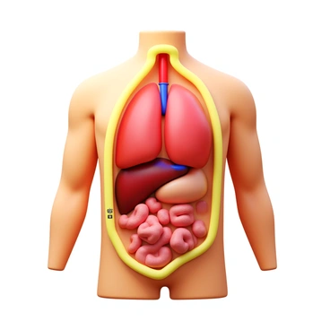 An anatomical illustration of adipose tissue layers surrounding human organs