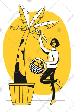 Woman picking coconuts off a palm tree PNG, SVG