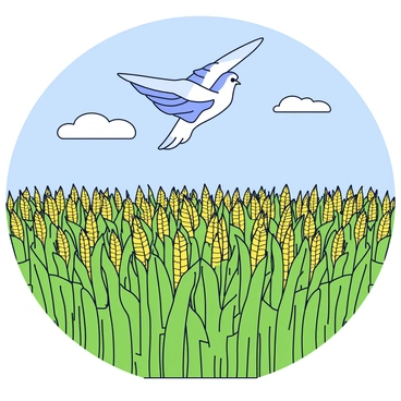 A bird with outstretched wings is soaring gracefully above a vast expanse of bright green cornfields. The corn plants are tall and densely packed, with golden tassels visible at the top. Below, the rows of corn create a structured pattern across the landscape. Above, the sky is clear and blue, with a few wispy clouds scattered in the distance. The overall scene is vibrant and dynamic, showcasing the bird's flight in harmony with the expansive agricultural scenery below.