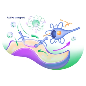 A detailed illustration depicting "active transport" within a "neuron." The neuron is shown with a long axon and branching dendrites. There are small, colored arrows indicating the movement of ions across the neuronal membrane. Sodium ions are represented as blue spheres being actively transported into the neuron, while potassium ions are depicted as yellow spheres moving out. The cell membrane features transport proteins, illustrated as elongated structures facilitating this ion movement. Surrounding the neuron are synaptic connections, with signals being transmitted to adjacent neurons, depicted with lines and dots representing neurotransmitters. This composition captures the dynamic process of nerve signal transmission through active transport.