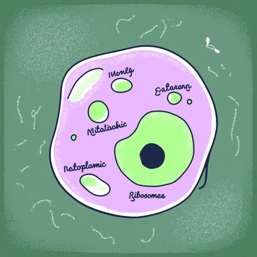 A chalkboard illustration displays an animal cell diagram. The cell is oval-shaped, with a distinct membrane outline. Inside the cell, various organelles are represented, including a round nucleus positioned centrally, featuring a darker nucleolus inside. Nearby, there are small, oval-shaped mitochondria, elongated endoplasmic reticulum running along the cell, and ribosomes depicted as small dots. Each organelle has a handwritten label in a casual font beside it, indicating their names. The background is textured to resemble a traditional chalkboard surface.