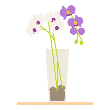 An elegant arrangement of orchids with vibrant purple and white petals. The orchids are placed in a simple, tall, clear glass vase filled with smooth pebbles at the bottom. The vase is set on a light wooden table, and the background is a soft, neutral color to emphasize the flowers. The delicate stems of the orchids gracefully arch above the vase, creating a balanced and refined composition.