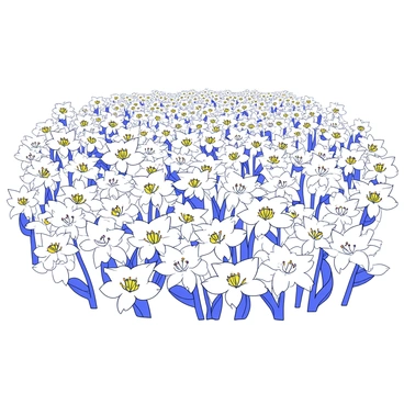 A wide field filled with countless blooming white lilies. Each lily features delicate petals opened wide, showcasing their bright white color. The flowers sway gently in the breeze, creating a sense of movement across the field. The background is clear, allowing the focus to remain on the vibrant white lilies.