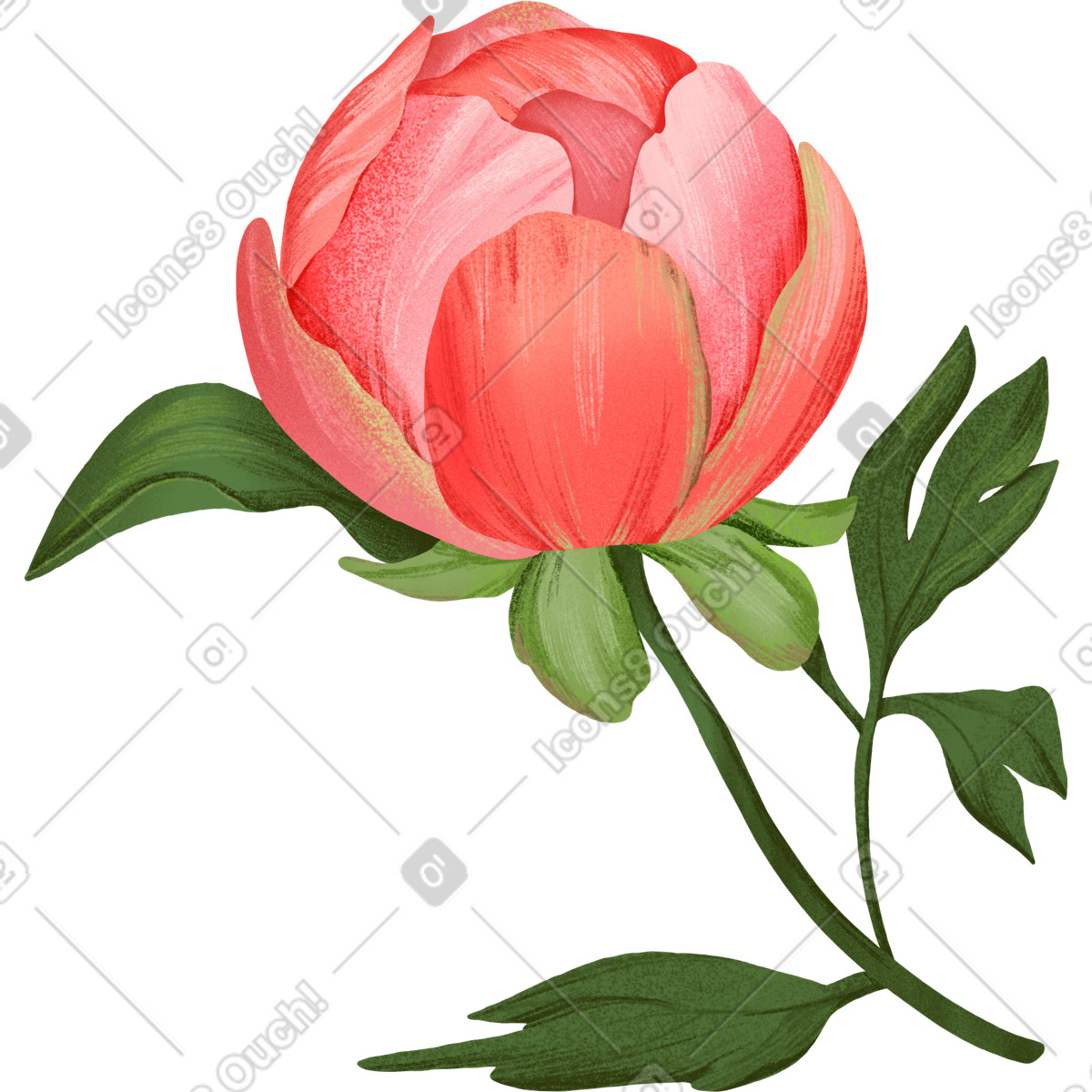 Large red full pedicel peony with leaves-Illustration im Floral-Stil als Download in PNG, SVG