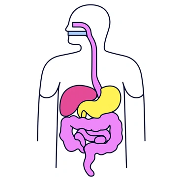 A 3D rendering of the human digestive system with a transparent body