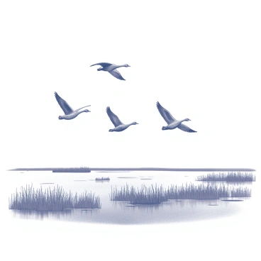 A flock of geese is flying in a V-formation over a wide marsh. The birds are mid-flight, with their wings spread and bodies tilted slightly downward. Below them, the marsh is filled with tall grasses and reeds, swaying gently in the breeze. Patches of water are interspersed throughout the marsh, reflecting the sky above. The scene captures the essence of spring with the geese in motion, conveying a sense of migration and the changing season.