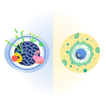 A split illustration shows two types of cells side by side. On the left, a eukaryotic cell is depicted with a defined nucleus containing dark blue chromatin structures representing DNA. RNA is illustrated as bright green strands emerging from the nucleus, indicating transcription. Various organelles such as mitochondria, endoplasmic reticulum, and ribosomes are visible, all in vibrant colors, illustrating their distinct roles. On the right, a prokaryotic cell displays a simpler structure without a nucleus, with circular DNA represented as a thick blue strand in the center. Smaller ribosomes are illustrated throughout the cytoplasm, with RNA strands shown in bright green, indicating protein synthesis happening directly in the cytoplasm. The background is a soft gradient, transitioning from light blue on the eukaryotic side to light yellow on the prokaryotic side, emphasizing the differences between the two cell types.