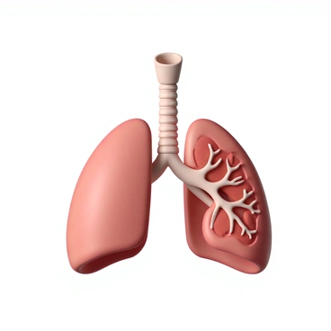 A detailed diagram of the human respiratory system, featuring the major components such as the nasal cavity, trachea, bronchi, and lungs. The nasal cavity is depicted at the top, leading down to the trachea, which branches into the left and right bronchi. The lungs are illustrated on either side, with detailed alveoli structures visible within them. Labels are included for each part, showing the flow of air from the nasal cavity through the trachea into the lungs. The diagram is set against a neutral background to emphasize the anatomical features.