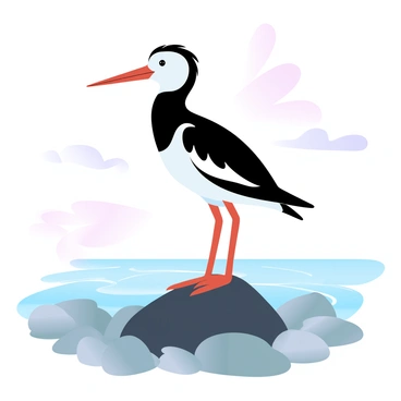 Oyster catcher