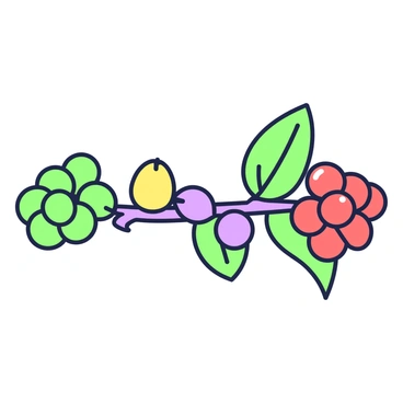 Evolutionary stages of a coffee bean from green to ripe red cherry