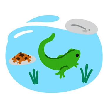 A small green tadpole with a long, thin tail is swimming in clear blue water. The tadpole is surrounded by a few clusters of green aquatic plants swaying gently with the water currents. As it swims, the tadpole's body begins to change; tiny legs are starting to develop on its sides. Nearby, a partially transformed froglet rests on a smooth rock, showcasing its developing limbs and mottled skin. The scene captures the gradual transformation of the tadpole into a frog, illustrating the differences between the two stages of life.