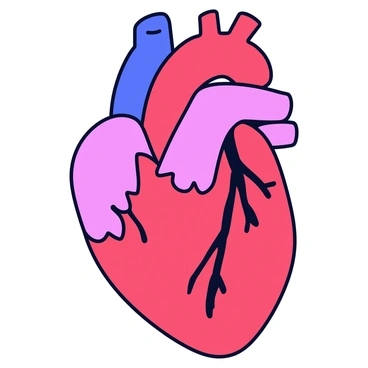 A detailed anatomical illustration of a human heart. The heart is shown in a realistic shape, with visible veins and arteries. Each part of the heart, including the ventricles, atria, and valves, is clearly labeled with simple text. The colors are primarily shades of red and pink, with blue used to indicate oxygen-poor blood vessels. The background is plain to emphasize the heart and its labeling.