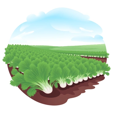 A lush fennel farm features rows of vibrant green fennel plants swaying gently in the breeze. The plants are tall, with feathery fronds creating a textured appearance throughout the field. Above the farm, a clear blue sky stretches endlessly, adding a bright backdrop to the scene. The ground is rich and dark, contrasting beautifully with the greenery of the plants. Sunlight casts soft shadows across the rows, enhancing the visual depth of the landscape.