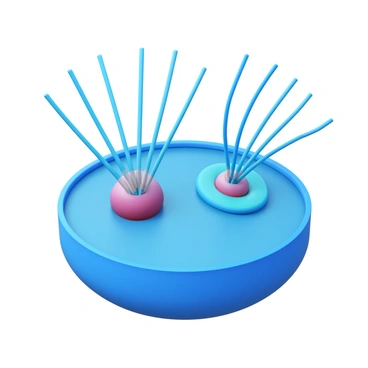 An illustration depicting a pair of centrioles positioned near the center of a cell. Each centriole is cylindrical in shape and has a distinct pattern of microtubules arranged in a triplet structure. Emerging from the centrioles, several cilia extend outwards from the surface of the cell. The cilia are thin, hair-like structures with a uniform length, waving in a coordinated motion. The cell membrane envelops the entire structure, providing a clear definition of the cell's boundaries. The cilia are highlighted to emphasize their connection to the centrioles, visually demonstrating the relationship between these components.