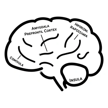 Illustration of a brain with labeled regions related to emotional resilience