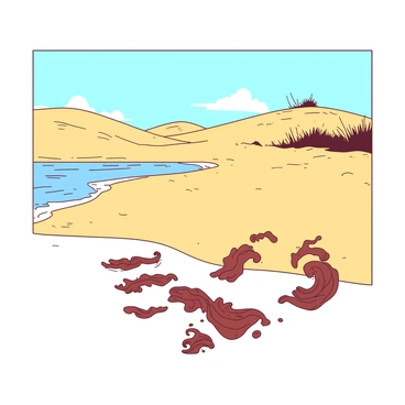 A beachscape features a sandy shore with small, scattered patches of crunchy dried kelp. The kelp is washed up along the edge of the water, where gentle waves softly lap at the sand. In the background, there are smooth, rolling dunes with tufts of grass swaying in the breeze under a bright blue sky. The sunlight casts warm highlights on the yellow grains of sand, creating a tranquil yet lively scene.