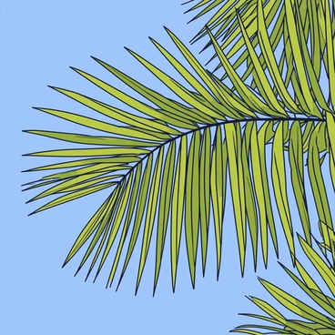 A close-up view of date palm leaves with long, slender fronds. The leaves have a rich green color, displaying intricate patterns and textures. Each leaf has sharp, pointed leaflets that fan out gracefully, capturing the sunlight. The background features a clear blue sky, providing a vibrant contrast to the greenery of the palm leaves.