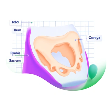 A detailed anatomical diagram of the human pelvis, featuring a clear view of the pelvic structure. The pelvis is shown in a neutral color palette, with distinct labeling for each part. Labels include "Ilium," "Ischium," "Pubis," "Sacrum," and "Coccyx," clearly marked in black text next to their respective areas. The diagram is accompanied by a subtle grid background, emphasizing the anatomical precision of the illustration.