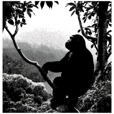 Donkey kong