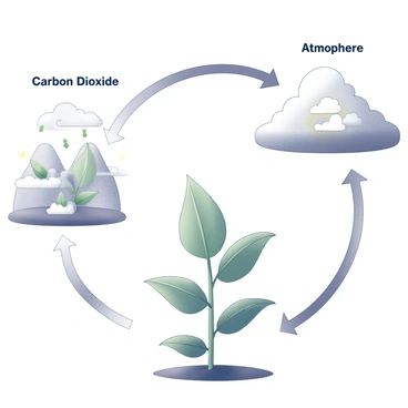 A diagram depicting the carbon dioxide cycle. In one section, show a large green plant with visible leaves, labeled "Plants." This plant is surrounded by arrows indicating the absorption of carbon dioxide from the atmosphere. In another section, illustrate the atmosphere with clouds and a sun, marked with "Atmosphere." Arrows should also flow from the plants to this section, representing the release of oxygen and carbon dioxide during photosynthesis and respiration. Include a background that suggests a natural environment, such as soil at the base of the plant.