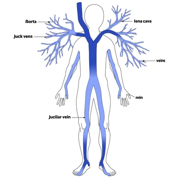 A detailed depiction of the body's vascular network. The illustration shows an intricate arrangement of arteries and veins throughout the human body. The arteries are depicted as thick, tubular structures branching outwards from the heart, while the veins are represented as thinner, more delicate tubes returning blood to the heart. The network is fully connected, with some vessels intertwining. The diagram includes labels indicating major arteries and veins, such as the aorta, jugular veins, and vena cava. There is a clear emphasis on the structure and layout of the vascular system.