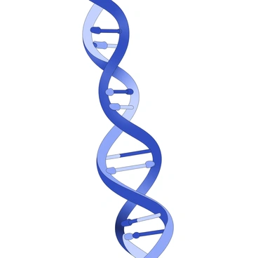 A close-up illustration of a DNA double helix. The structure has intertwined strands with a smooth, twisting shape. Each rung of the helix features distinct, detailed shapes representing different alleles. These alleles are situated at regular intervals along the spine of the helix, each varying in size and contour, symbolizing various traits. The overall image emphasizes the complexity and intricacy of the DNA structure.