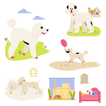 A series of illustrations showing a poodle's daily adventures