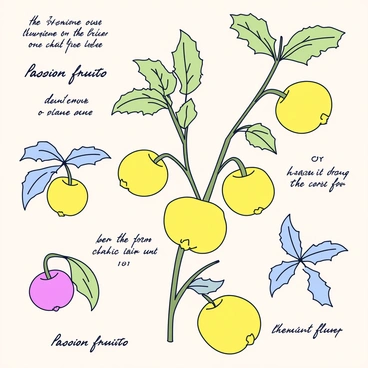A vintage botanical print featuring the passion fruit plant. The illustration includes detailed depictions of the plant’s leaves, flowers, and ripe fruit. Each element is drawn with clear lines, showcasing the unique shapes and colors of the leaves and the intricate details of the flowers. The fruit is shown in various stages of ripeness, highlighting its smooth, round surface. Accompanying the illustrations are scientific annotations, labeled in elegant, cursive script, describing each part of the plant and its characteristics. The background is a soft, muted color to emphasize the botanical details.