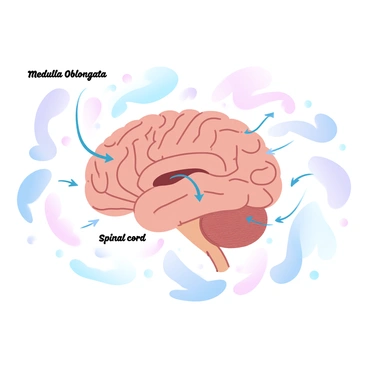 A detailed illustration of the brain stem is shown, with distinct sections labeled clearly. The brain stem is depicted in a gradient of pastel colors, highlighting the medulla oblongata, pons, and midbrain. Lines are drawn to emphasize connections to various motor functions, including pathways leading to the spinal cord. Surrounding the brain stem are labeled diagrams of muscles and limbs, illustrating the movement control. Arrows indicate the flow of signals, illustrating its role in coordinating voluntary movements.
