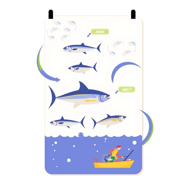 A colorful poster depicting the lifecycle of a tuna fish. At the top, there is an image of small tuna larvae, resembling tiny translucent fish. Below this, a stage shows juvenile tuna, marked with vibrant blue and silver scales. The next section illustrates adult tuna swimming gracefully in a deep blue ocean filled with bubbles. At the bottom, there is an image of a tuna being caught by a fisherman in a small boat, surrounded by fishing equipment. The poster includes arrows connecting each stage, with labels for each phase: "Larvae," "Juvenile," "Adult," and "Caught."