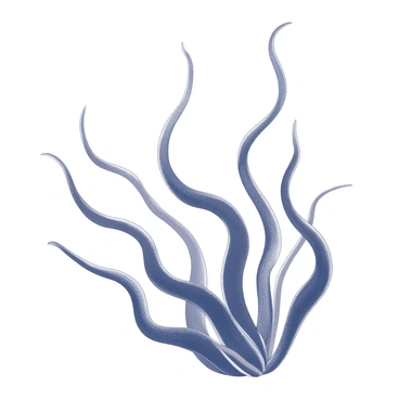 A collection of seaweed swaying gently underwater. The seaweed features intricate, sinuous lines that flow elegantly, resembling flowing patterns. Each strand of seaweed has an organic shape, curling and twisting to create a sense of movement. The textures of the seaweed are detailed, highlighting the natural variations in surface patterns. The composition showcases a harmonious arrangement of different seaweed types, intertwining and overlapping in a dynamic way. The background is simple, allowing the focus to remain on the delicate forms of the seaweed.