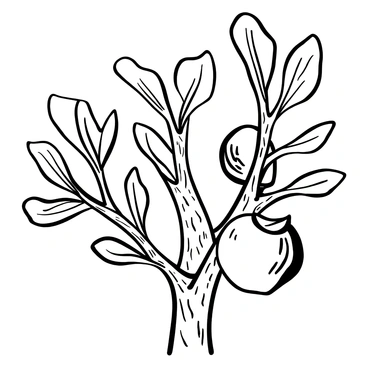 A branch of a fig tree displaying several "new fig buds" emerging prominently among "mature fig fruits." The branch is textured with rough bark, and the leaves are lush with varying shapes. The buds are small and tightly wrapped, while the mature fruits are larger and round, showing distinct features of ripeness. The scene captures the contrast between the delicate new growth and the robust, established fruits.