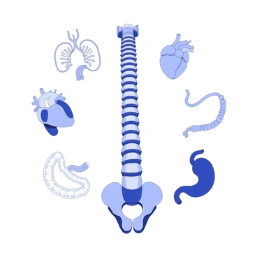A detailed illustration of human vertebrae positioned vertically in the center of the image. Surrounding the vertebrae, there are various internal organs such as the heart, lungs, stomach, and intestines arranged in a clear, organized manner. Each organ is depicted with identifiable shapes and structures, showcasing their anatomical features. The overall composition focuses on the anatomical relationship between the vertebrae and the organs, emphasizing their interconnectedness.