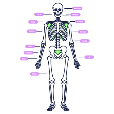 A detailed study of a human skeleton showing each bone labeled with its name