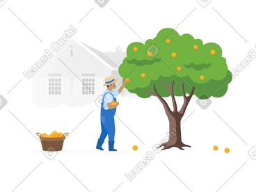 Man is picking fruit PNG, SVG