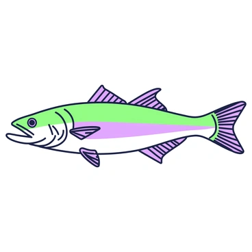 A detailed scientific illustration of a barracuda laying horizontally. The barracuda is depicted with its elongated body clearly visible. Its sharp teeth are prominently displayed, showcasing its predatory nature. The fins are meticulously labeled, including the dorsal fin, pectoral fins, and caudal fin. The scales are illustrated with precision, highlighting their unique texture. The anatomy is detailed with annotations pointing to key features such as the gills, swim bladder, and lateral line system. The background is minimal to emphasize the barracuda and its anatomical features.