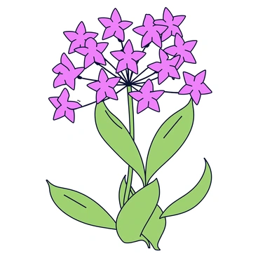 A cluster of milkweed flowers with multiple small, star-shaped blooms in shades of purple and pink. The flowers are grouped tightly together, with some petals slightly open and others in bud form. The cluster is surrounded by green, elongated leaves, and the flowers have thin, delicate stems that support them. The overall arrangement showcases the distinctive star-like shapes and intricate structures of the milkweed flowers.