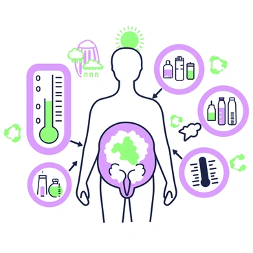 An illustration depicting various environmental factors that can affect spermatogenesis. In the center, there is a human anatomical model showing the male reproductive system, including the testicles and associated structures. Surrounding the model, there are icons representing temperature, depicted as a thermometer with a rising level. Another icon represents chemicals, illustrated by several vials with labels. In the background, there are clouds representing air pollution, along with a sun symbolizing UV radiation. Arrows connect these icons to the anatomical model, indicating their influence on spermatogenesis.