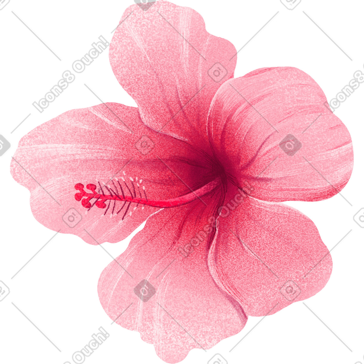 Ilustração de Big pink hibiscus flower em no estilo Floral para baixar em PNG, SVG