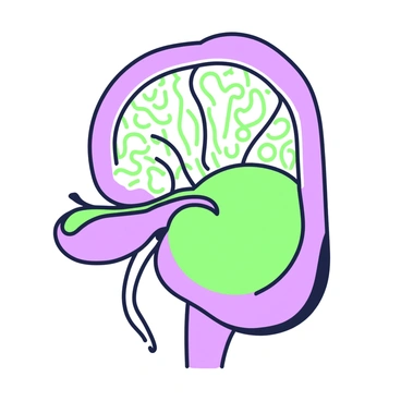 An illustration of simple squamous epithelium in a kidney Bowman's capsule. The image displays a rounded Bowman's capsule structure, surrounded by a cluster of glomerular capillaries. The inner lining of the capsule features flat, thin cells that are characteristic of simple squamous epithelium. Various capillaries are depicted as small, curved lines within the capsule, showcasing the relationship between the epithelium and the blood vessels. The overall composition emphasizes the cellular structure and arrangement within the kidney's filtration unit.